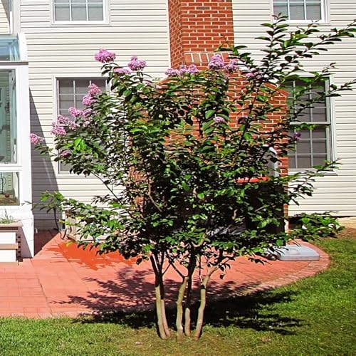 Muskogee Crape Myrtle Live Tree, 1 Gallon Potted, Lavender Flowers | Arbor Day Foundation (Due to Agricultural Laws, Unavailable to CA, AZ) - Image 4