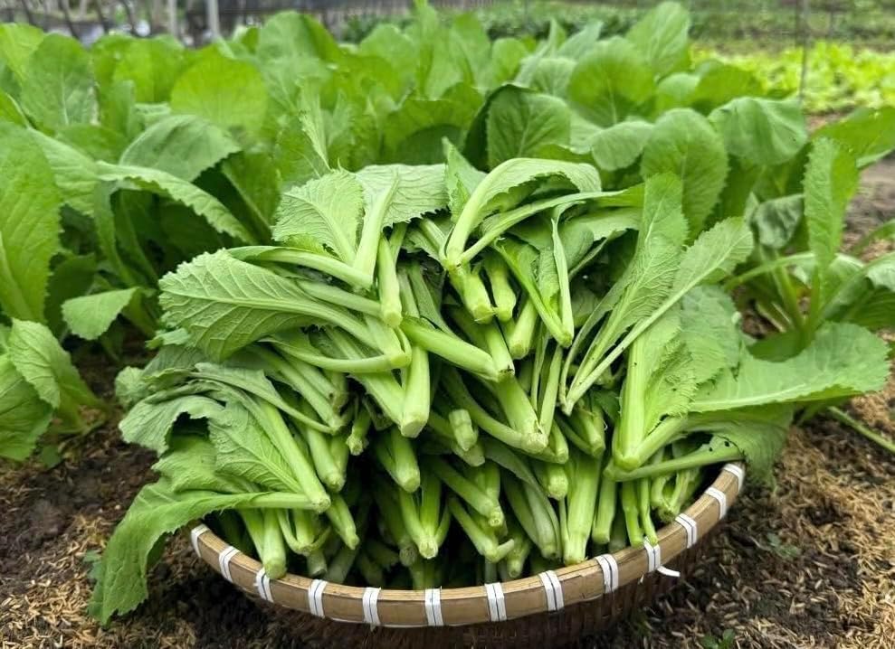 Broadleaf Mustard Green Seeds for Planting - Brassica Juncea - Image 4