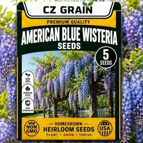 5 American Wisteria Seeds | Wisteria Frutescens Native Flowering Vine by CZGrain