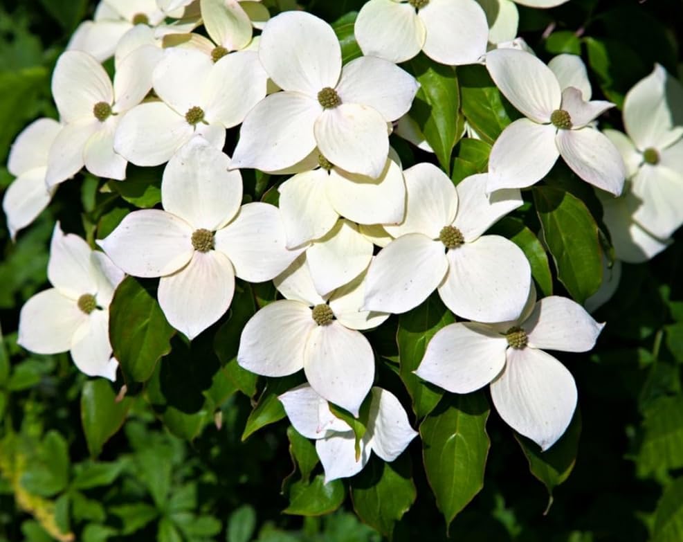 Kousa Dogwood Tree - 10-16" Tall Live Plant - Quart Pot - Image 5