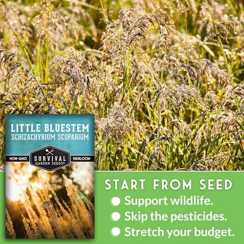 Little Bluestem Grass Seeds (3 Pack) – Survival Garden Seeds - Image 4