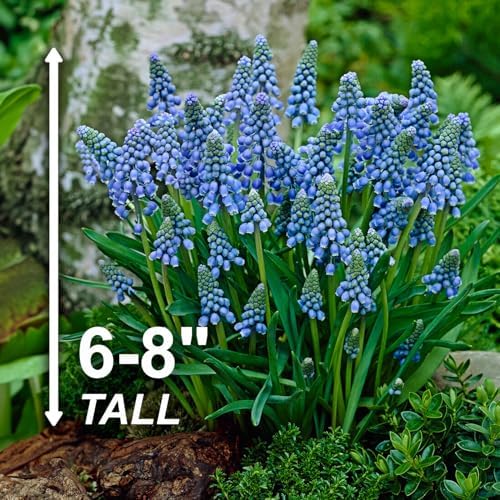 Garden State Bulb Muscari Grape Hyacinth Flower Bulbs, 8/9cm, Fragrant (Bag of 100) - Image 3