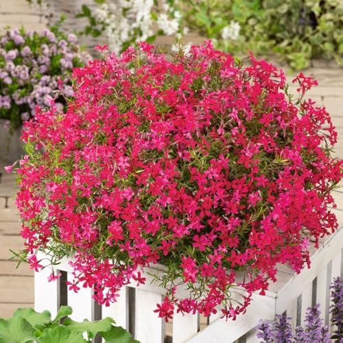 Red Phlox Live Plant, Hardy Ground Cover Perennial, 4-6 Inch Tall - Image 2
