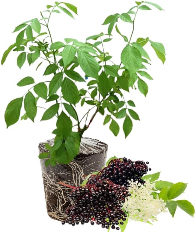 American Elderberry Bush Live Plant, 6-12 Inch Tall by PlantsSeedsBulbs