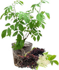 American Elderberry Bush Live Plant, 6-12 Inch Tall by PlantsSeedsBulbs