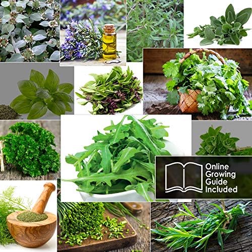 12 Italian Herb Seeds Pack - Heirloom and Non GMO, Grown in USA - Indoor or Outdoor Garden - Four Basil Varieties and Parsley, Cilantro, Rosemary, Thyme, Oregano, Marjoram, Sage, Arugula - Image 6