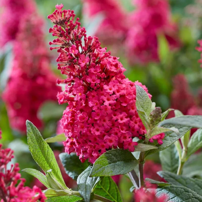 2 Raspberry Butterfly Bushes Plants, Perennial Flower Shrub, 4-7'' Tall - Image 6