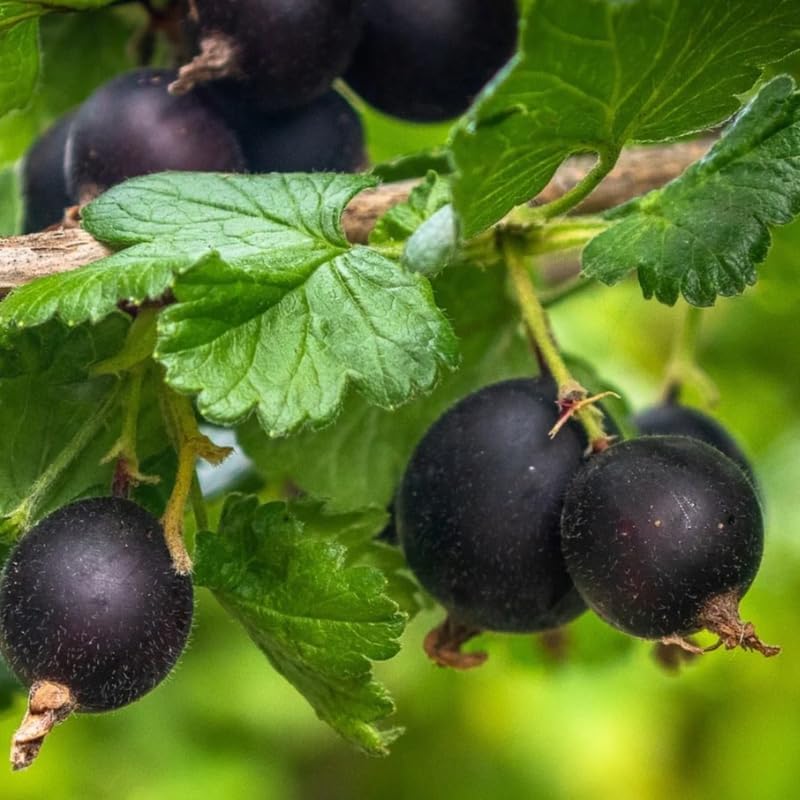 Black Velvet Gooseberry Plant Live, Well-Rooted Berry Shrub, 5-9 Inch Tall - Image 3