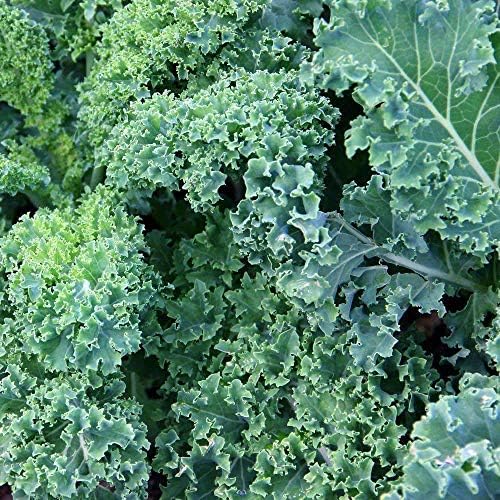 1000 Dwarf Blue Scotch Curled Kale Seeds for Planting Heirloom Non GMO 4+ Grams Garden Vegetable Bulk Survival - Image 3