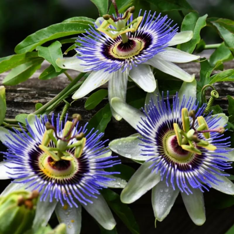 2 Blue Passion Flower Live Plants, Passiflora Vine to Grow 5-7" Tall - Image 2