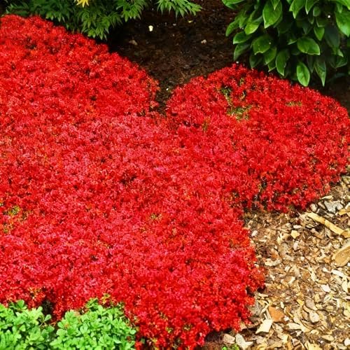 15000pcs Red Creeping Thyme Seeds Ground Cover,Thyme Seeds for Planting Indoors,Thymus Seed Perennial Flower Non-GMO Heirloom for Home Garden - Image 6