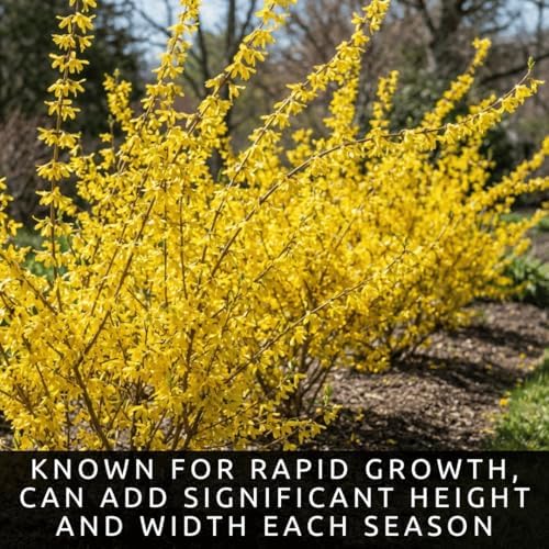 Weeping Forsythia Seeds for Planting, Ornamental Shrub, 100 Premium Seeds - Image 2