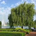 Brighter Blooms Weeping Willow Tree, 4-5 ft. by BrighterBlooms