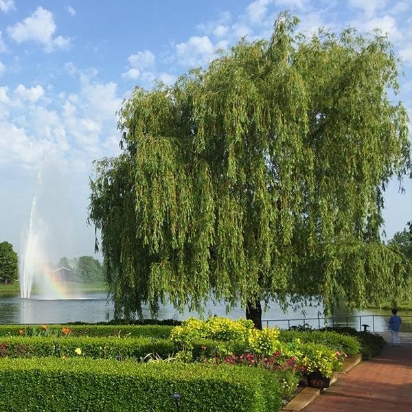 Brighter Blooms Weeping Willow Tree, 4-5 ft. by BrighterBlooms