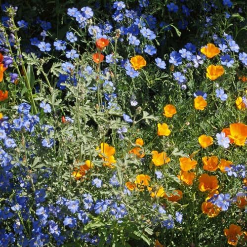 Eden Brothers Native Western Xeriscape Flower Seed Mix, 1oz, 16 Drought Tolerant Wild Flower Seed Varieties, 100% Pure No Fillers,Native Seeds for Planting Outdoors,Attracts Pollinators & Hummingbirds by EdenBrothers