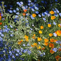 Eden Brothers Native Western Xeriscape Flower Seed Mix, 1oz, 16 Drought Tolerant Wild Flower Seed Varieties, 100% Pure No Fillers,Native Seeds for Planting Outdoors,Attracts Pollinators & Hummingbirds by EdenBrothers