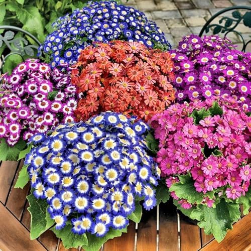 1100+ Cineraria Flower Seeds for Planting - Captivating Garden Blooms Non GMO Heirloom Garden, Indoor Pots and Shade Gardens - Image 2