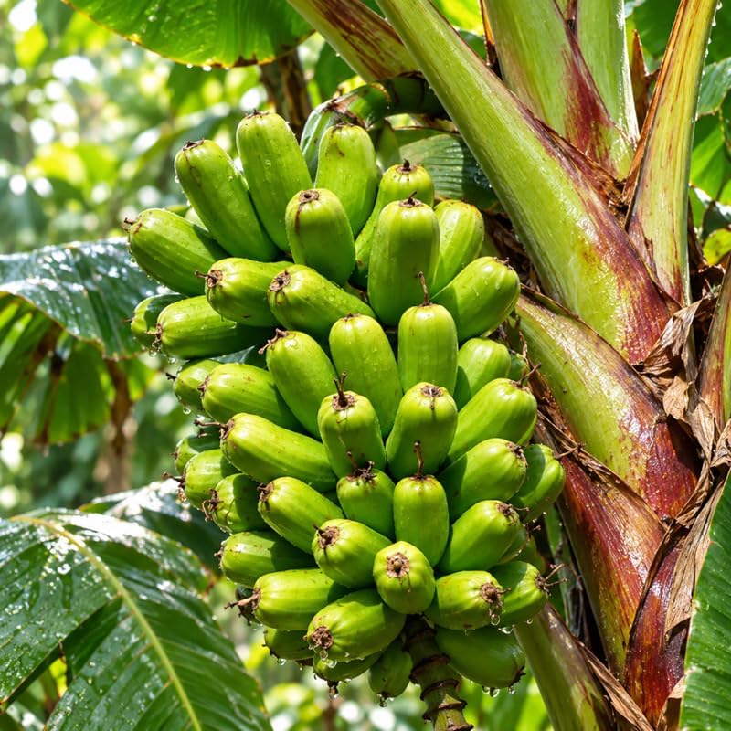 Dwarf Banana Tree, Red Trunk Papoulu Banana Plant Live, 1 Starter Plant - Image 3