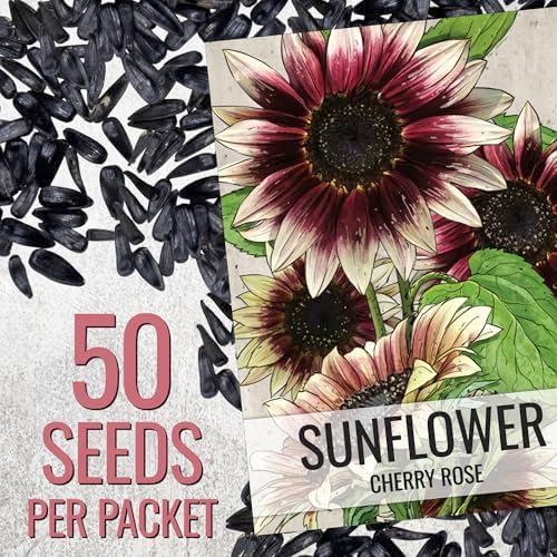 Seed Needs Cherry Rose Sunflower Seeds to Plant Cut Flowers - 2 Packs - Image 3