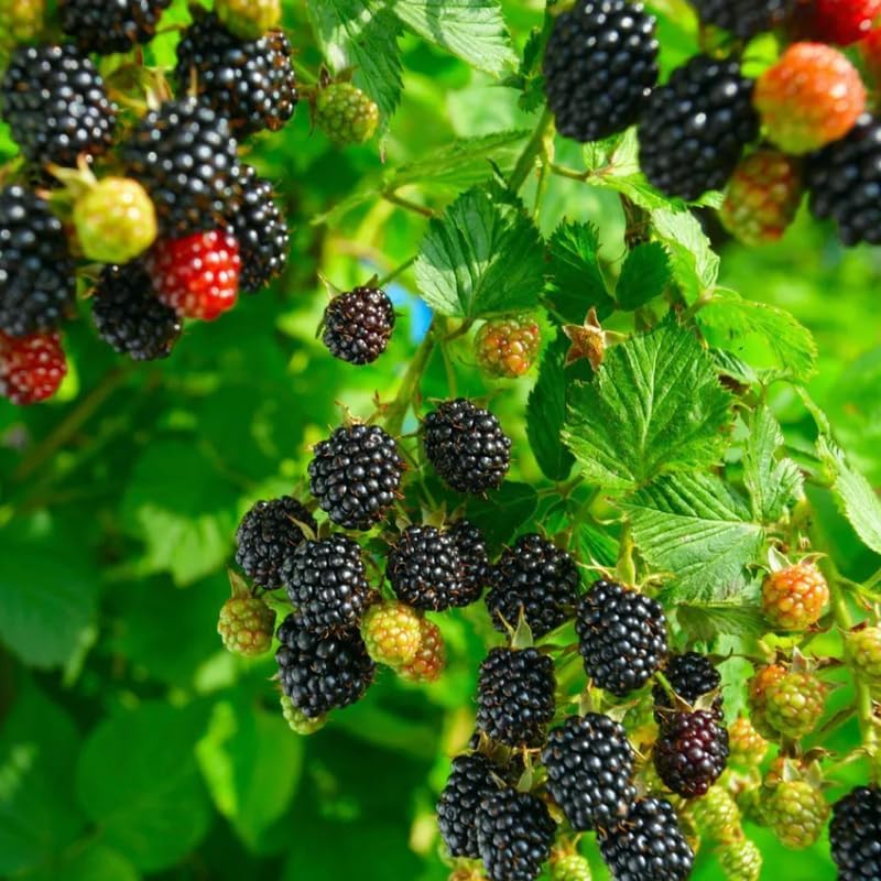 2 Osage BlackBerry Live Plants, Thornless Berry Plant, 5-8" Tall by GardenNurserySince1996