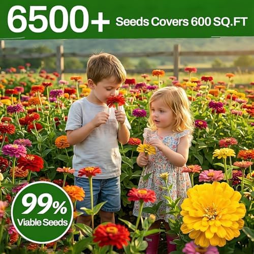 LUOJIBIE Zinnia Seeds, 6500+ Bulk Pack Mixed Colors Large Blooms Seeds, California Giant Zinnia Seeds for 2026, High Germination Non-GMO, Wildflower Seeds for Planting Indoor Outdoor, Open Pollinated - Image 5
