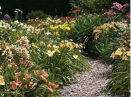 Pink Daylily - Bare Root Plant, Hardy Perennial for Zone 4, Delicate Pink Blooms, Low Maintenance, Ideal for Full Sun or Partial Shade, Perfect for Garden Borders & Landscapes - Image 2