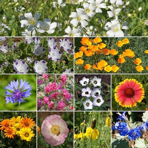Ferry-Morse Southwest Bulk Wildflower Seeds, 390,000+, 1 lb - Image 2
