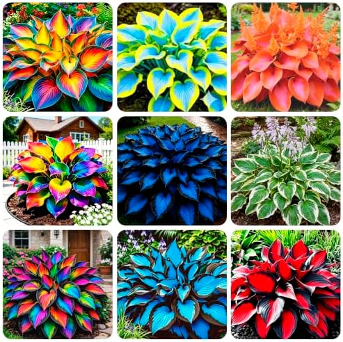 250+ USA Premium Seeds Rare Perennial Hosta Flower Seed for Planting Outdoors Garden Home Beauties by GardenGlorySeed