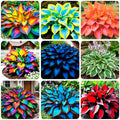 250+ USA Premium Seeds Rare Perennial Hosta Flower Seed for Planting Outdoors Garden Home Beauties by GardenGlorySeed