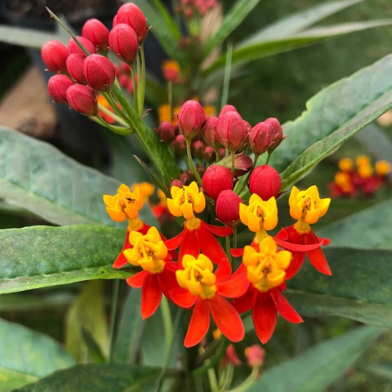 3 Red Milkweed Live Plants, Hardy Milkweed Shrub, 4-9 Inches - Image 3