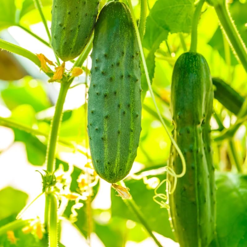2 Marketmore Cucumber Plants, 4-6" Tall Cucumber Seedlings in 4" Pot - Image 2
