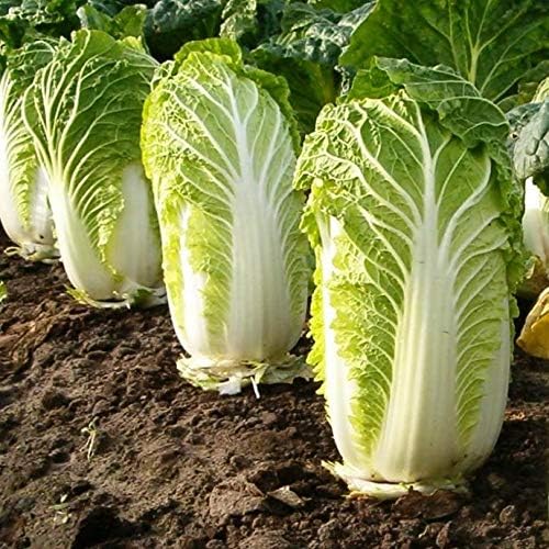 Seeds Vegetable Napa Cabbage Chinese Green - 300 Seeds - Image 4