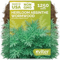 1,250 Wormwood Heirloom Herb Seeds for Planting, Artemisia Absinthium by KVITER