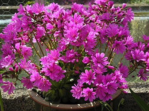 20 Lewisia,Cotyledon Red Purple, Excellent in containers by Lewisia