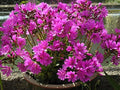 20 Lewisia,Cotyledon Red Purple, Excellent in containers by Lewisia