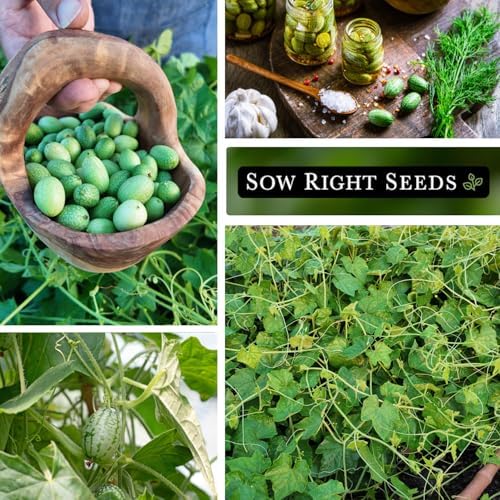 Sow Right Seeds - Cucamelon Seed for Planting Mexican Sour Gherkins 2pk - Image 4