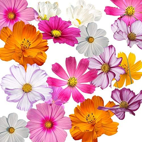 Low Rainfall, Dry Area Wildflower Seed Mix - Annuals and Perennials - Image 3