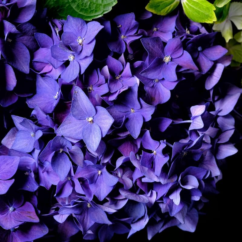 Deep Purple Blue Hydrangea Plant Live, Hardy Shrub, 6-12 Inch Tall - Image 3