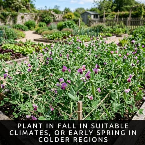 50 Austrian Winter Pea Seeds | Cool Season Cover Crop Seeds for Planting - Image 5