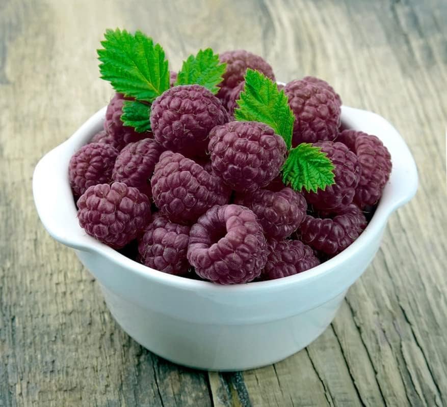 2 Purple Thornless Raspberry Plants Live, Sweet Edible Berry Bush, 4-9" - Image 6