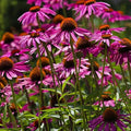 Clovers Garden Purple Coneflower (Echinacea Purpurea) Plants – Two (2) Live Plants – Non-GMO - Not Seeds - Each 4" to 8" Tall – in 4" Inch Pots – Hardy Flowering Perennial, Pollinator Favorite by CloversGarden