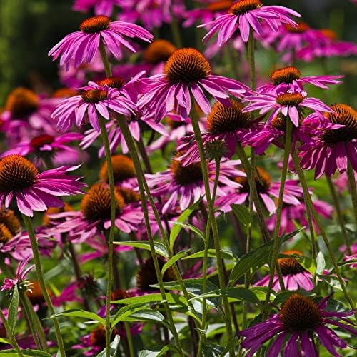 Clovers Garden Purple Coneflower (Echinacea Purpurea) Plants – Two (2) Live Plants – Non-GMO - Not Seeds - Each 4" to 8" Tall – in 4" Inch Pots – Hardy Flowering Perennial, Pollinator Favorite by CloversGarden