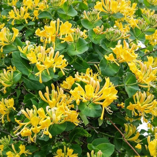 210+ Mix Honeysuckle Seeds for Planting - Fragrant Climbing Vine, Perennial Flowering Plant for Trellis, Fence and Garden Landscape, Attracts Pollinators - Image 2