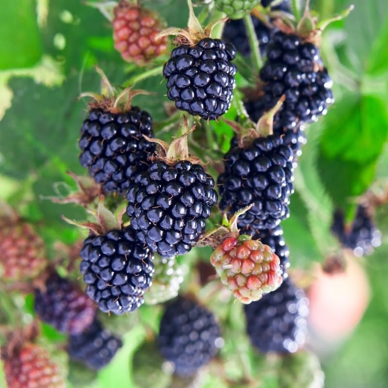2 Triple Crown BlackBerry Plants Live, Fruit Berry Bush, 4-7 Inch Tall - Image 5