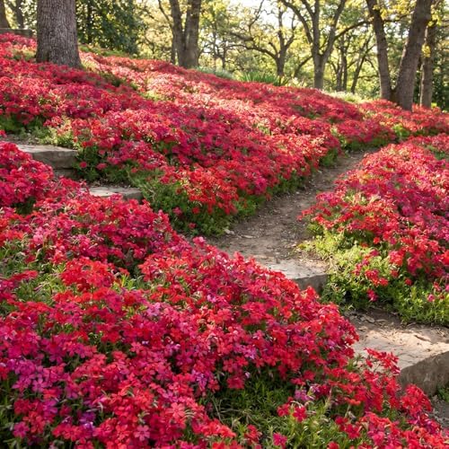 2 Red Creeping Phlox Live Plants, Perennial Flower Plant, 4-7 Inch Tall - Image 6