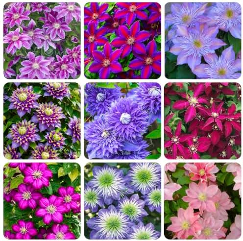 190+ Perennial Mix Clematis Seeds for Planting - Non-GMO Heirloom Seeds,Climbing Vines,Attracts Pollinators, Cold Hardy by Unknown