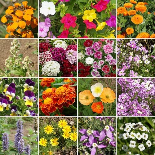 Ferry-Morse Fragrant Bulk Wildflower Seeds, 370,000+, 1 lb - Image 2