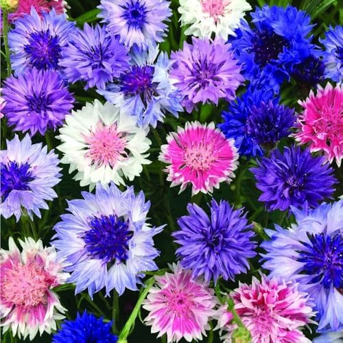 1107+ Perennial Cornflower Seeds Mix for Planting,Dwarf Colorful Cornflower Seeds Corn Flowers Seed Non-GMO Heirloom Plant Seed Home Garden - Image 6