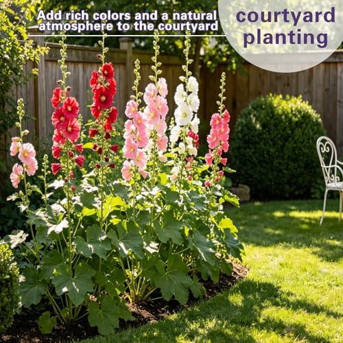 Hollyhock Seeds 1000 pcs Cottage Garden Seeds, Biennial Flowers - Image 2
