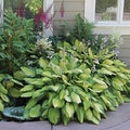 Best Deal on Amazon 9-Pack Hosta Bare Root Perennial Plants - Fresh from Our Farm Ship Fast Directly to you. Perfect for any home & garden grows year after year! by Unknown